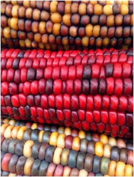 imshow corn rgb